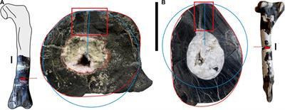 Histology and Geochemistry of Allosaurus (Dinosauria: Theropoda) From the Cleveland-Lloyd Dinosaur Quarry (Late Jurassic, Utah): Paleobiological Implications